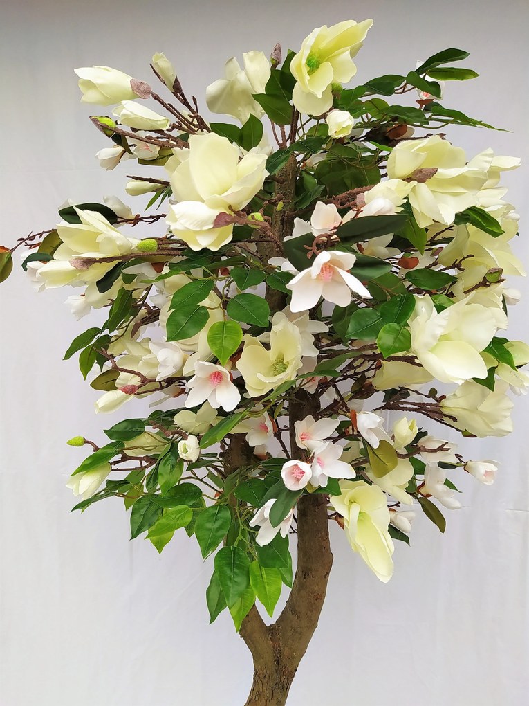 Magnólia biela 160cm