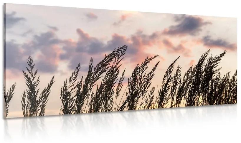 Obraz tráva pri zapadajúcom slnku Varianta: 120x60