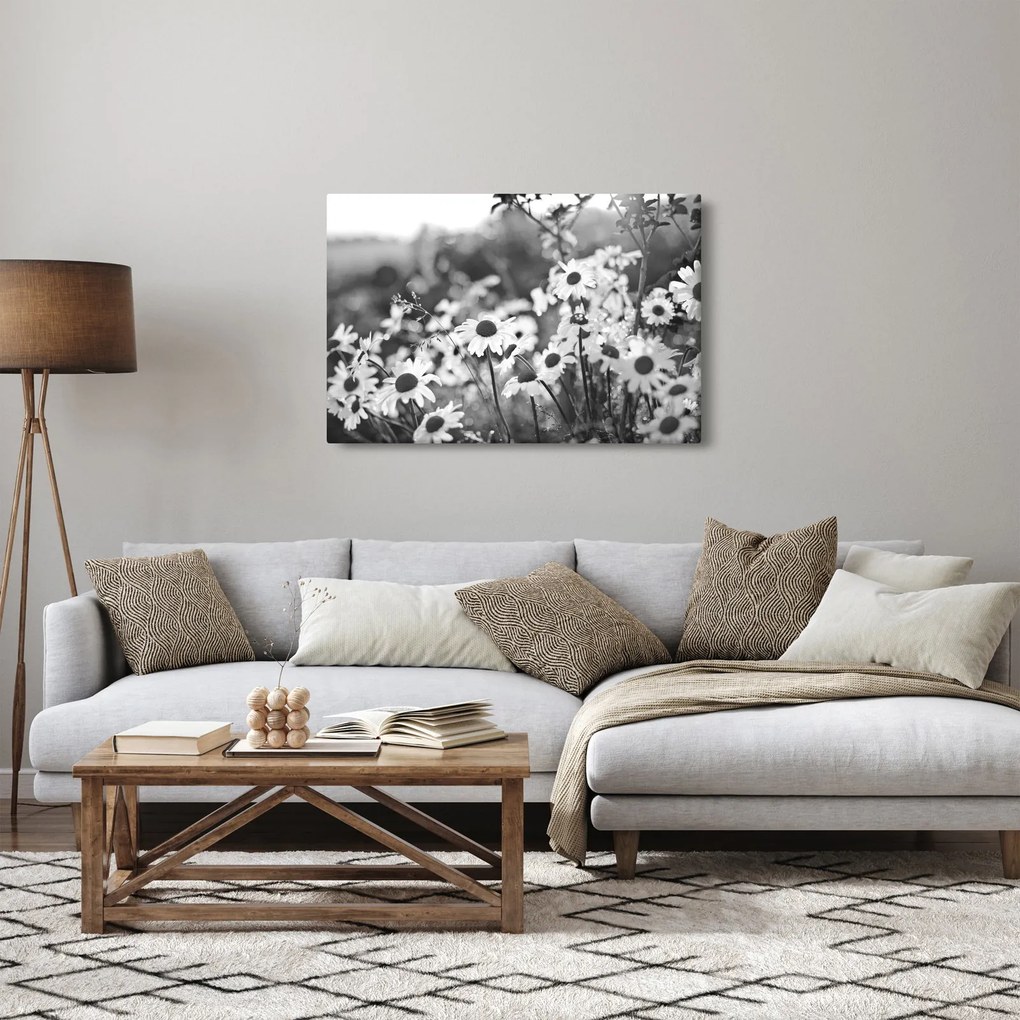 Obraz - Kopretiny (90x60 cm)