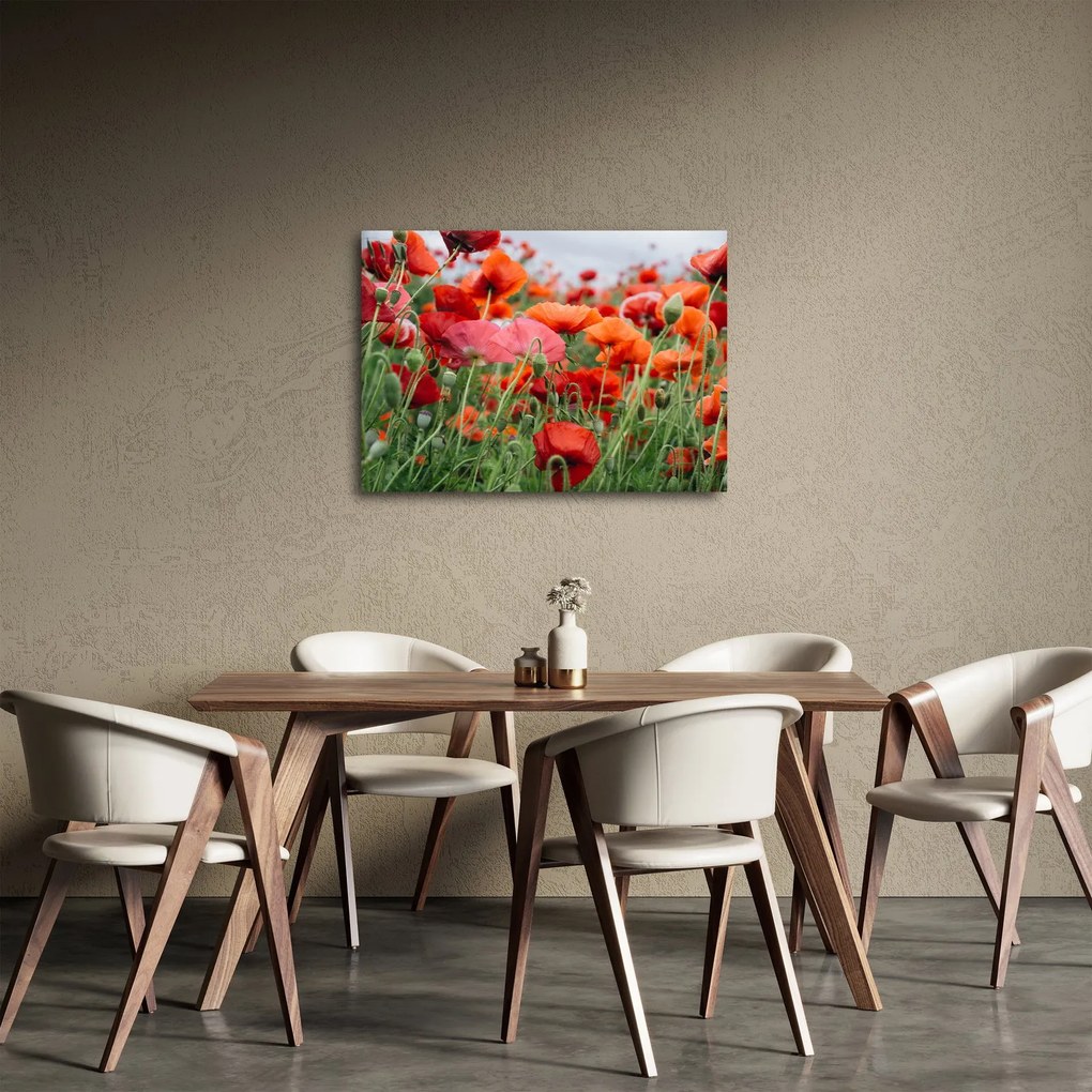 Obraz z poľa vlčích makov (70x50 cm)