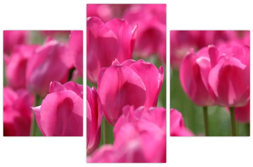 Obraz - Ružové tulipány (90x60 cm)