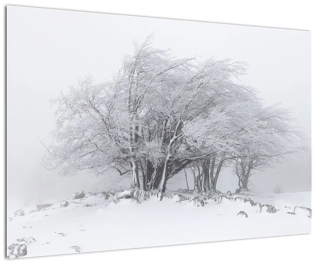 Obraz - Biela zima (90x60 cm)