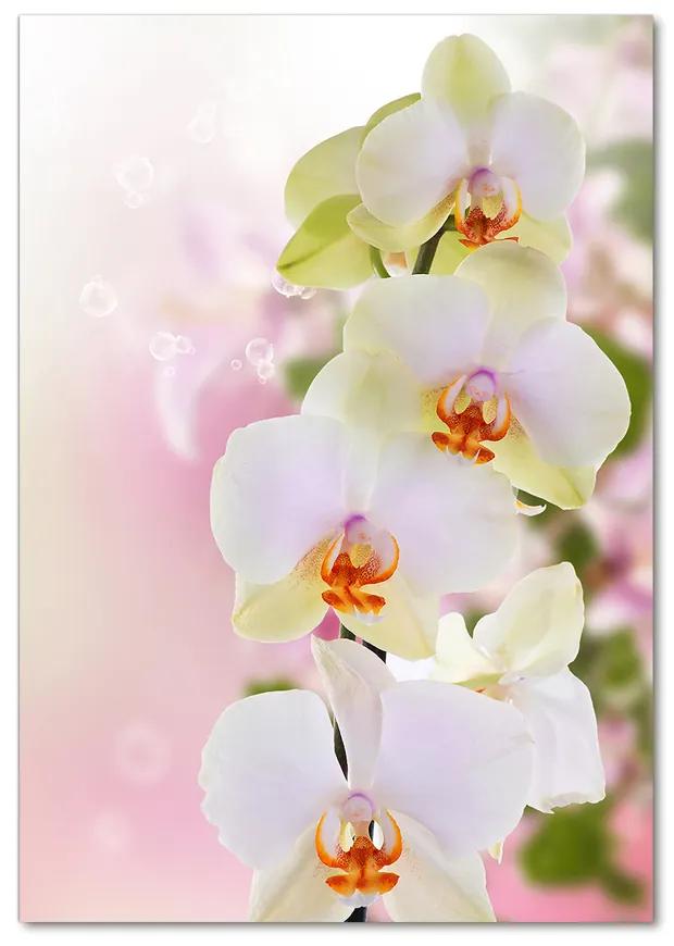 Foto obraz akryl do obývačky Biela orchidea pl-oa-70x100-f-103974386