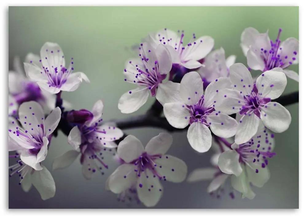 Obraz na plátně Obraz na plátněso Květ jabloně Přírodní rostlina - 100x70 cm
