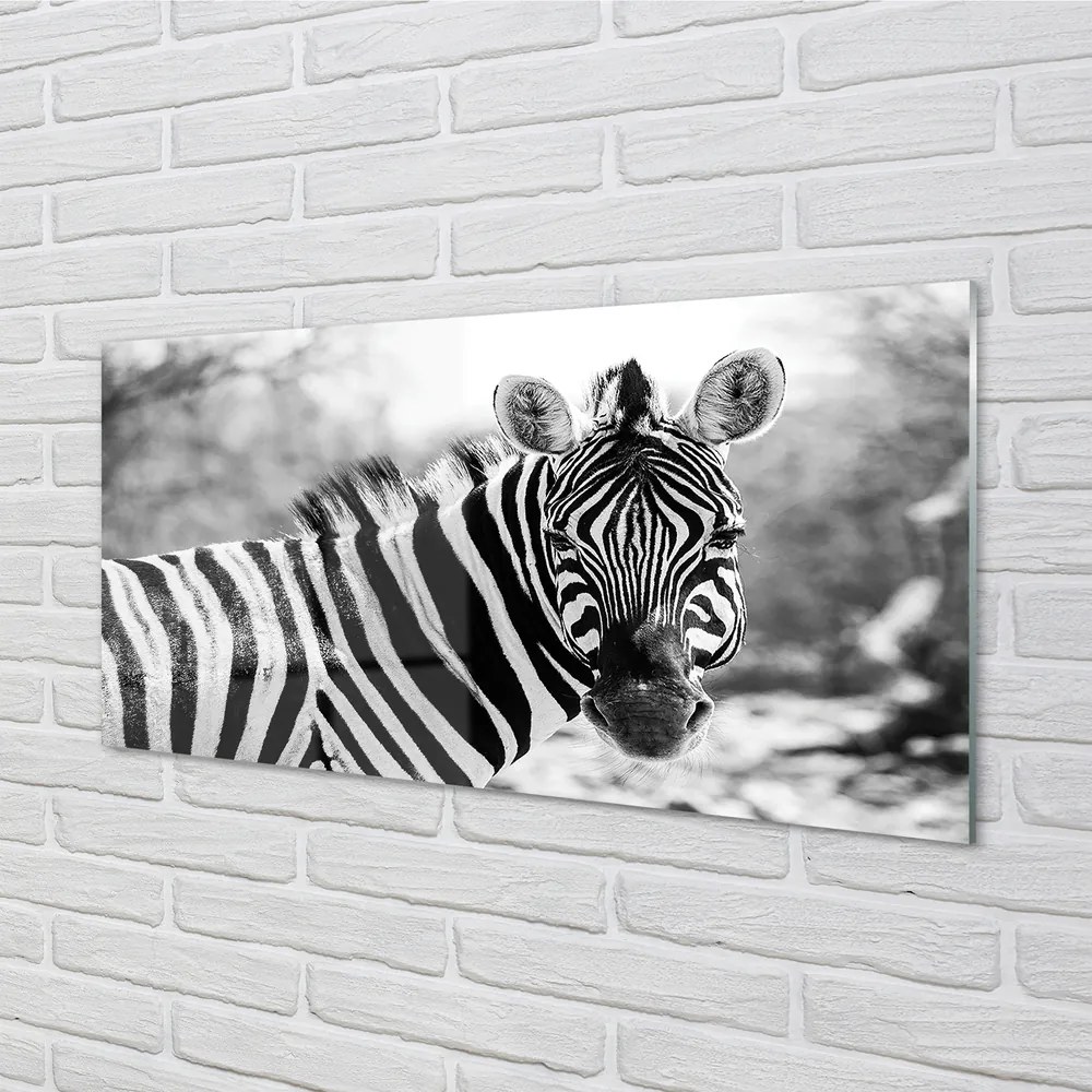 Obraz na akrylátovom skle Retro zebra 125x50 cm