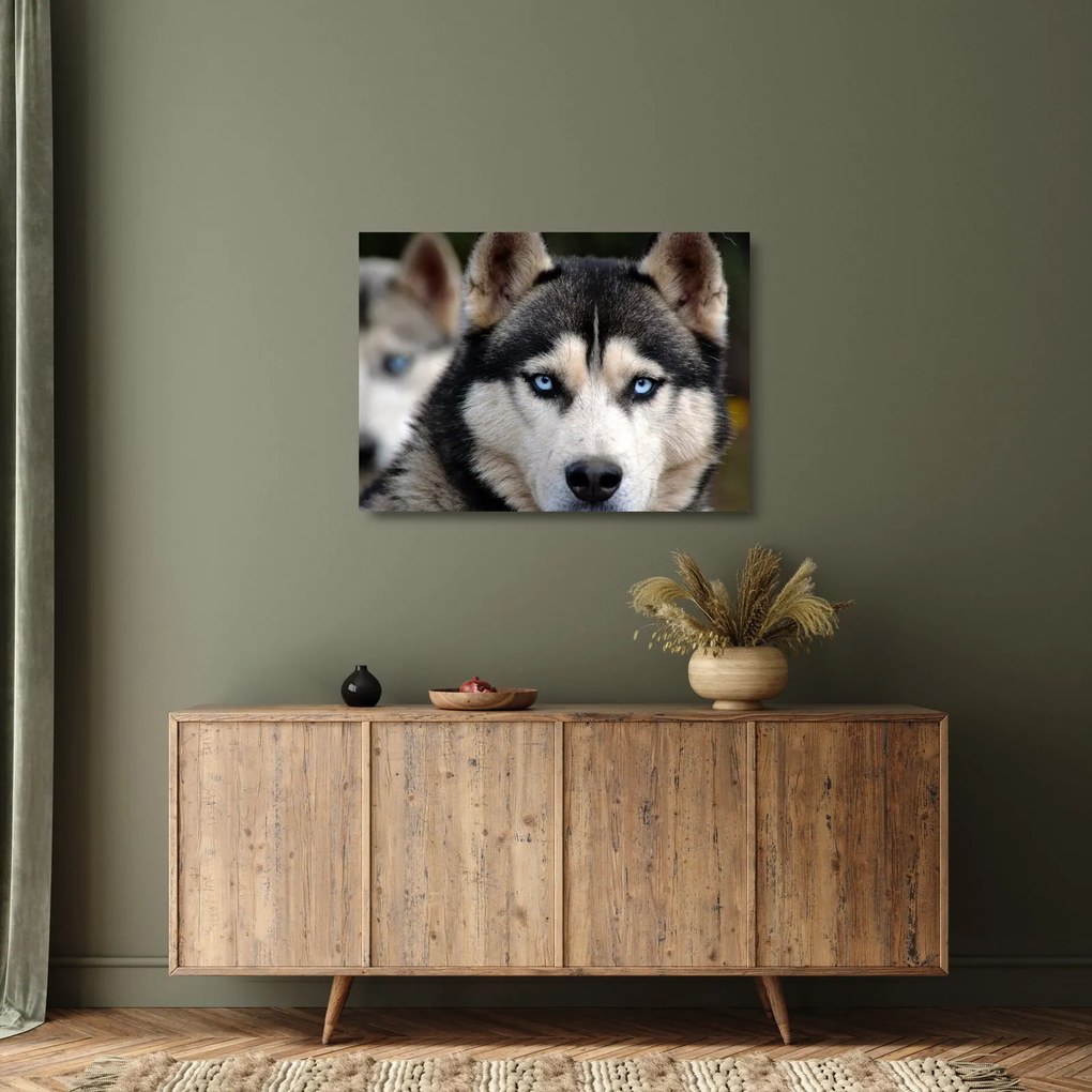 Sklenený obraz psa husky (70x50 cm)