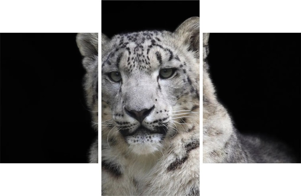 Obraz - Leopard snežný (90x60 cm)