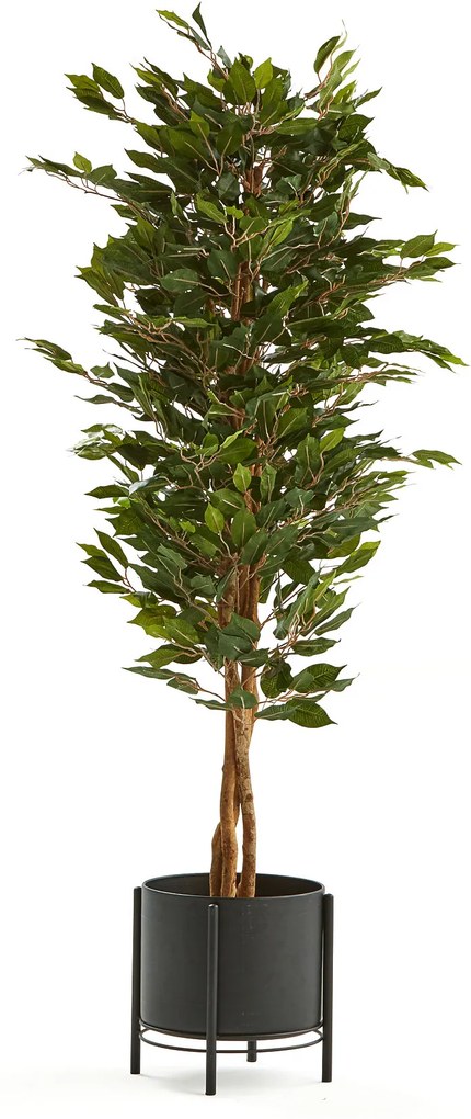 Umelá rastlina: Fikus Benjamin, výška 1600 mm, čierny oceľový kvetináč