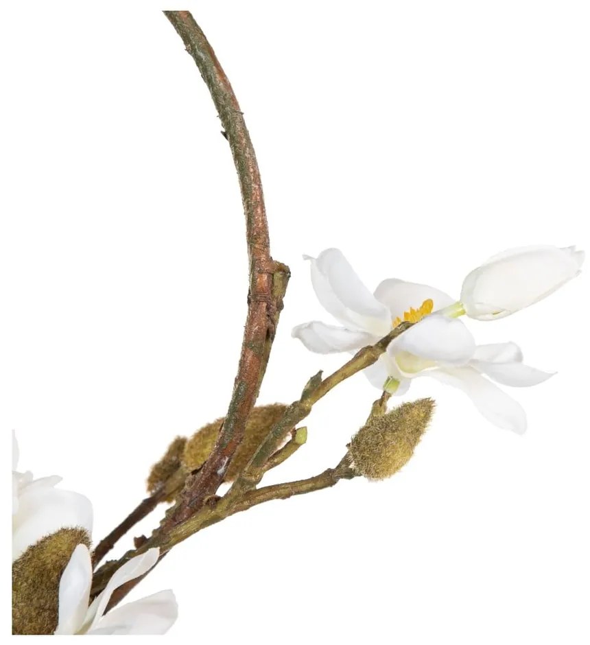 Veniec Magnolia – Ixia