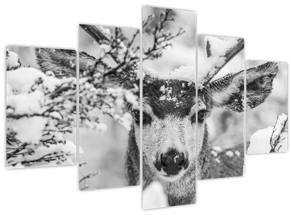 Obraz - Jeleň v zime (150x105 cm)