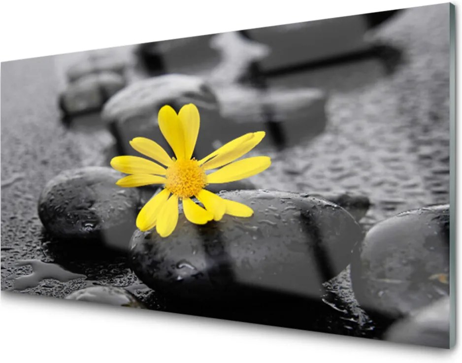Obraz plexi Kvet kamene rastlina kúpele