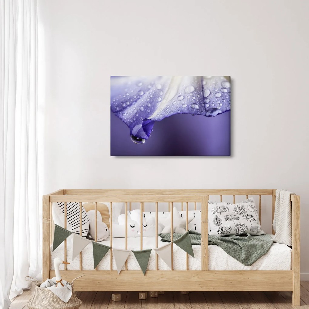 Obraz - Okvetný lístok s kvapkami (90x60 cm)