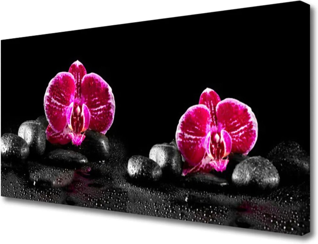 Obraz na plátně Kvet Kamene Rastlina