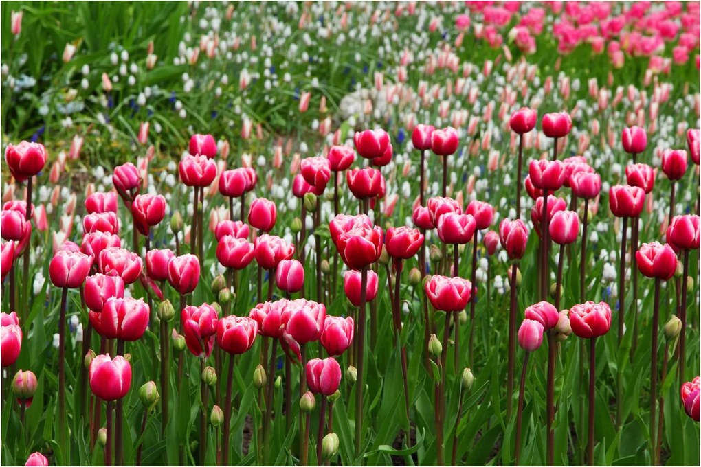 Obraz tulipánov (90x60 cm)