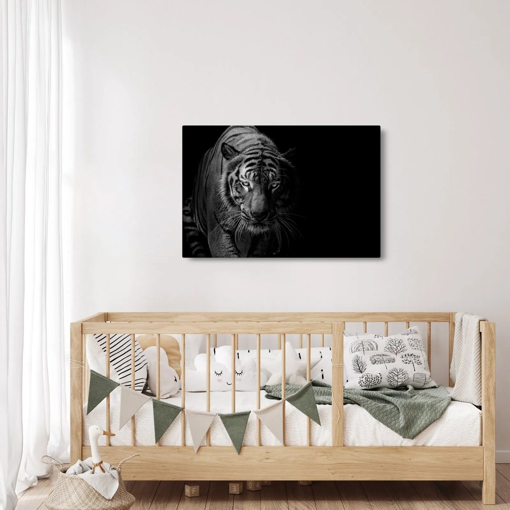 Obraz divokého tigra (90x60 cm)