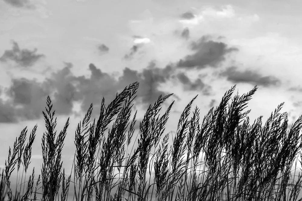 Fototapeta tráva v čiernobielom prevedení - 150x100