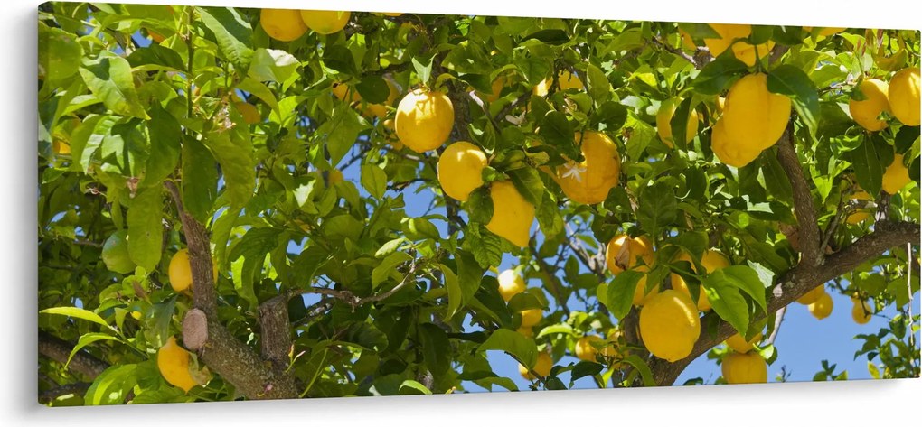 Obraz - Citrónovník (120x50 cm)