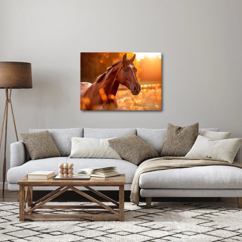 Obraz - Kôň v západe slnka (70x50 cm)
