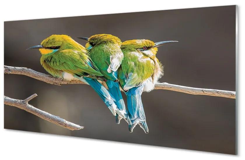 Sklenený obraz Vtáky na vetve 120x60 cm
