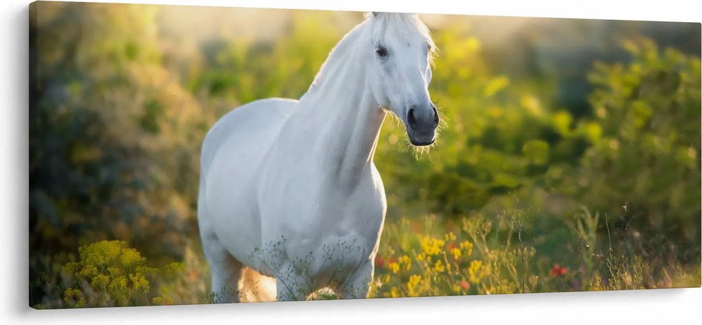 Obraz bieleho koňa na lúke (120x50 cm)