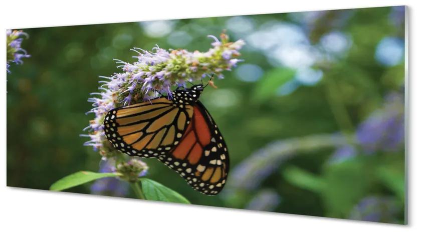 Obraz na akrylátovom skle Kvet farebný motýľ 120x60 cm