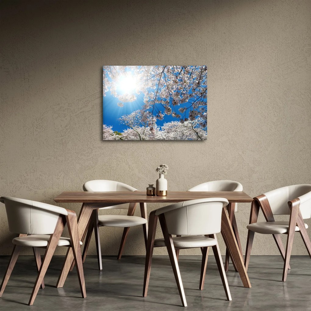 Obraz - Čerešňové kvety (70x50 cm)