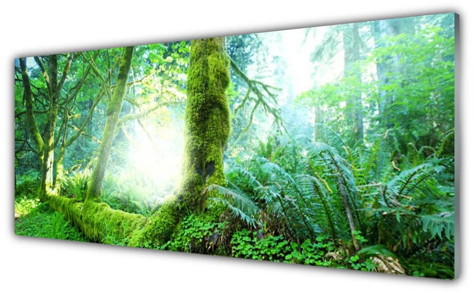 Obraz na akrylátovom skle Les príroda 125x50 cm
