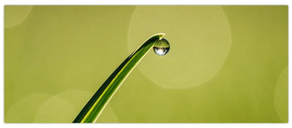 Obraz kvapky vody na tráve (120x50 cm)