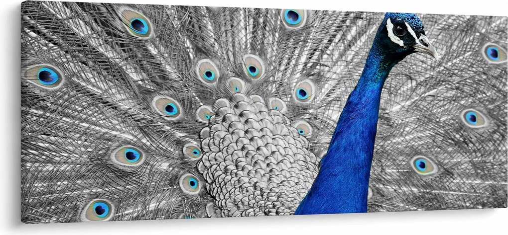 Obraz - modrý páv (120x50 cm)