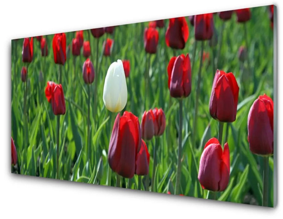 Skleneny obraz Tulipány kvety príroda 100x50 cm 2 Prívesky