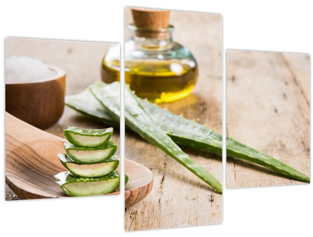 Obraz - Aloe vera (90x60 cm)