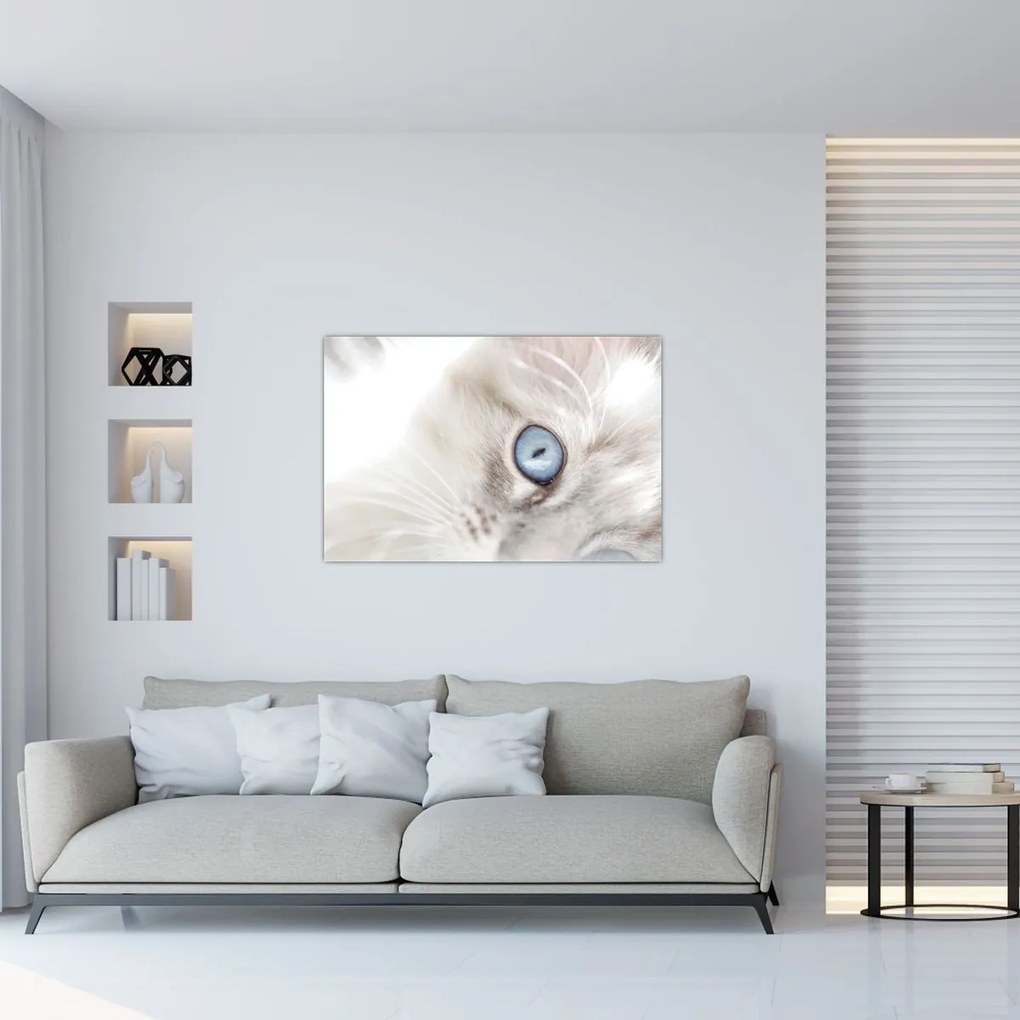 Obraz - Mačka s modrými očami (90x60 cm)