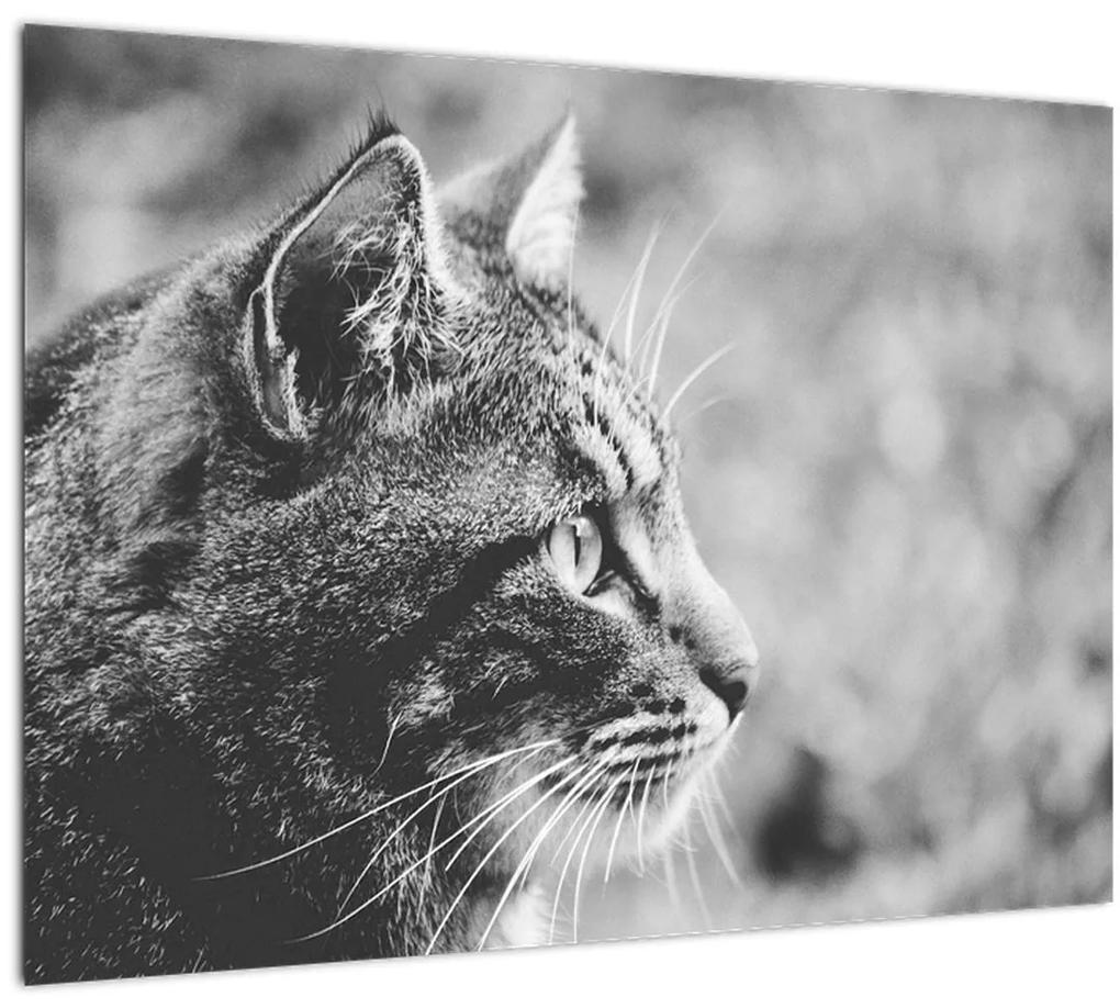 Sklenený obraz - Mačka (70x50 cm)