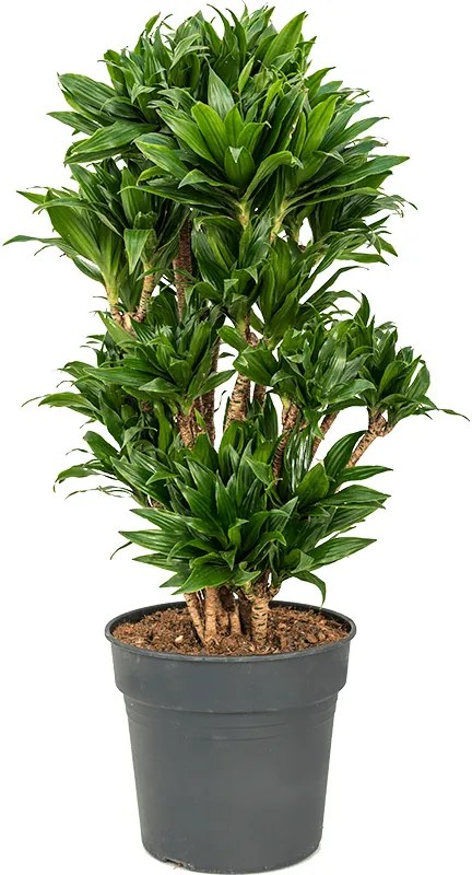 Dracaena fragrans compacta branched multi 30x100 cm