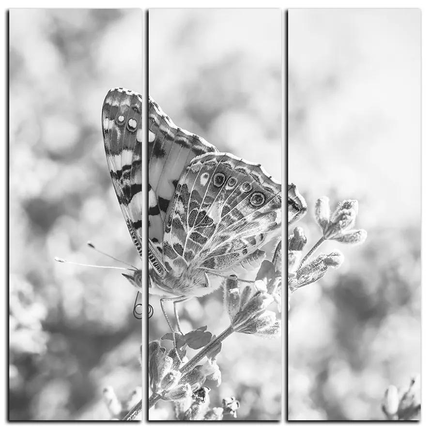 Obraz na plátne - Motýľ na levanduľe - štvorec 3221QB (105x105 cm)