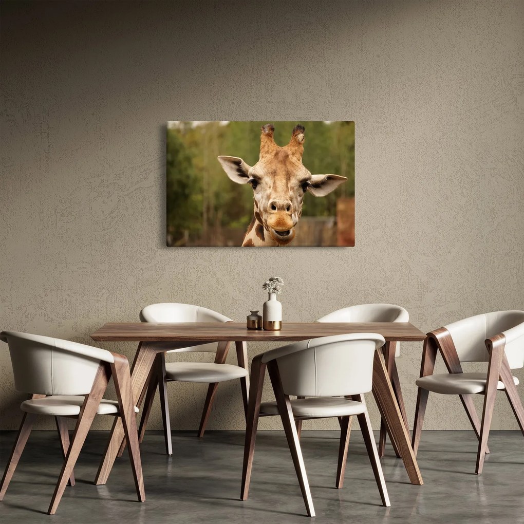 Obraz žirafy (90x60 cm)