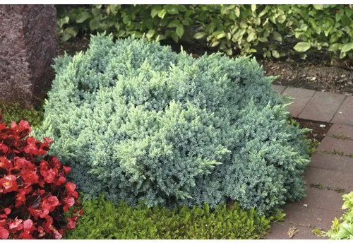 Jalovec šupinatý FloraSelf Juniperus squamata „Blue Star“ 20-25 cm kvetináč 3 l