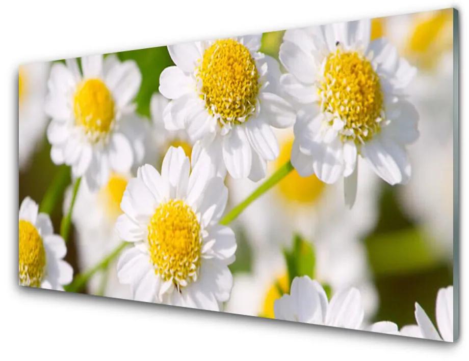 Sklenený obklad Do kuchyne Kvety sedmokráska príroda 120x60 cm