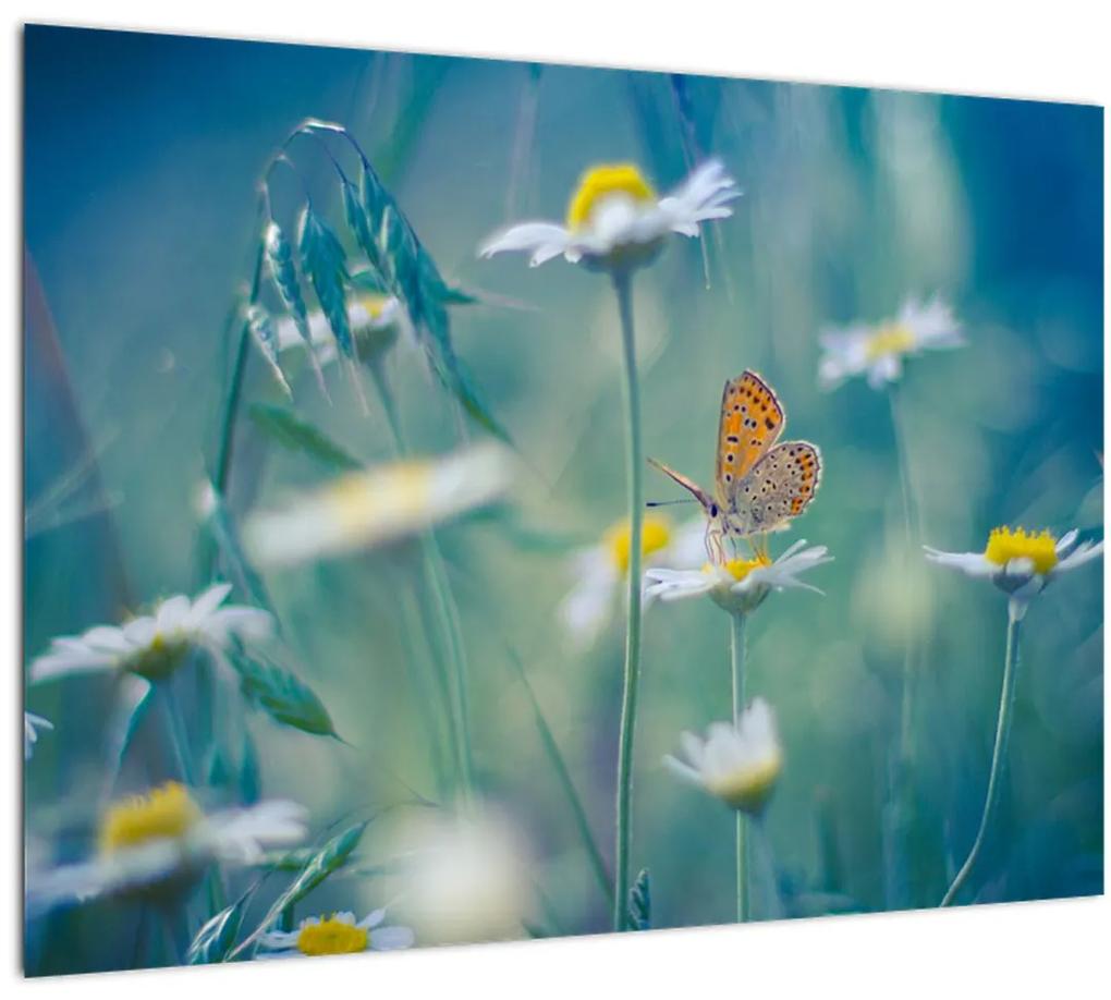 Sklenený obraz - Motýľ na sedmokráske (70x50 cm)