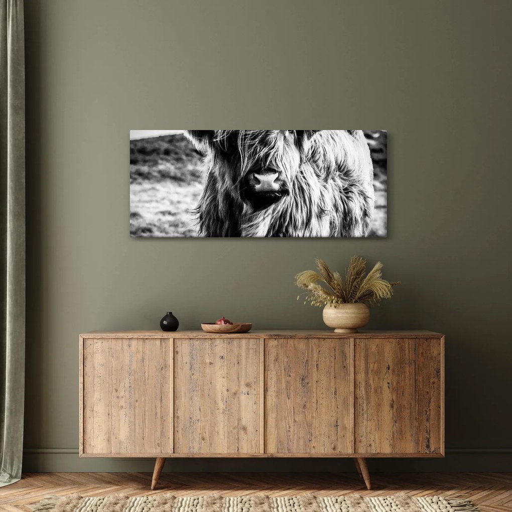 Obraz - Highland - Škótska krava (120x50 cm)