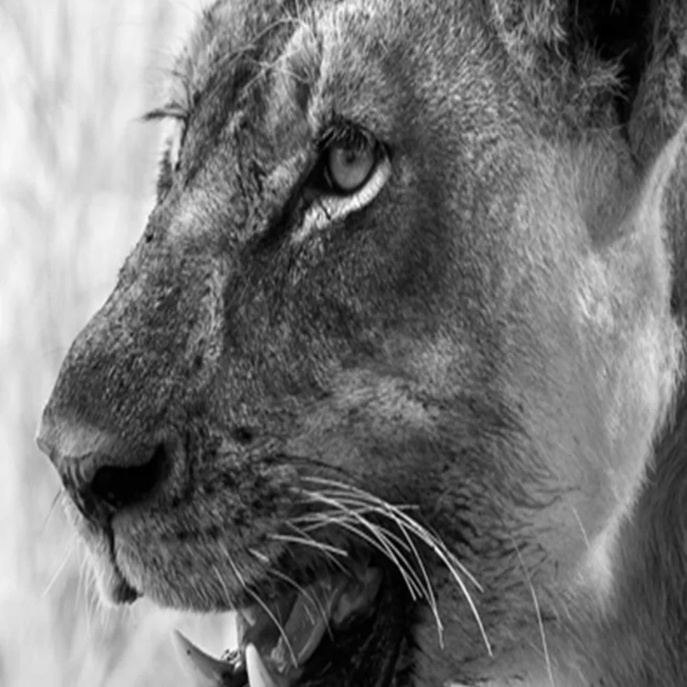 Gario Paraván Lioness Rozmery: 110 x 170 cm, Prevedenie: Klasický paraván