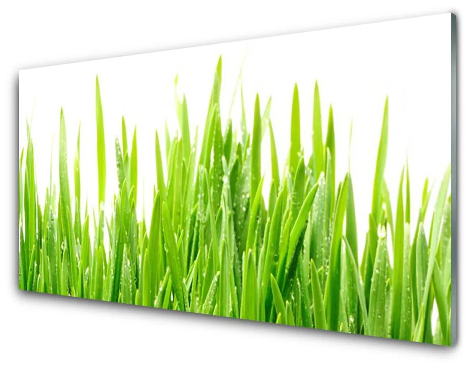 Obraz plexi Tráva rastlina príroda 100x50 cm