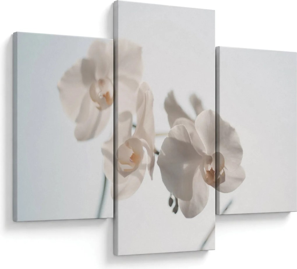 Obraz bielej orchidey (90x60 cm)