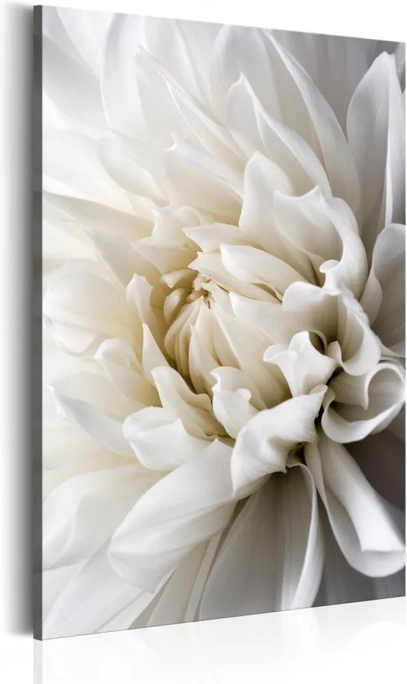Obraz - White Dahlia 80x120