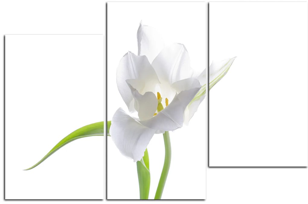 Obraz na plátne - Tulipán 181D (105x70 cm)