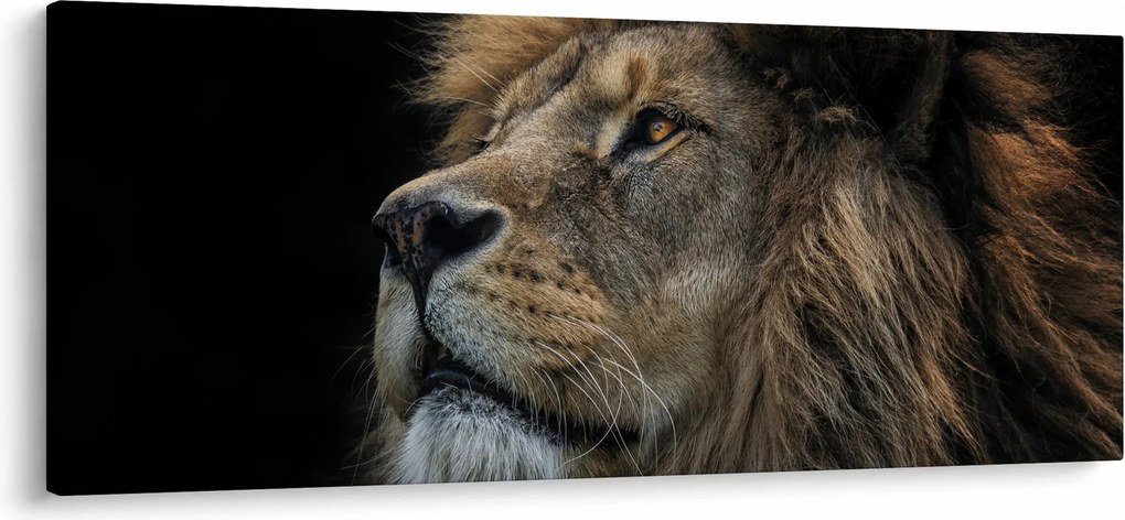 Obraz - Majestátny lev (120x50 cm)