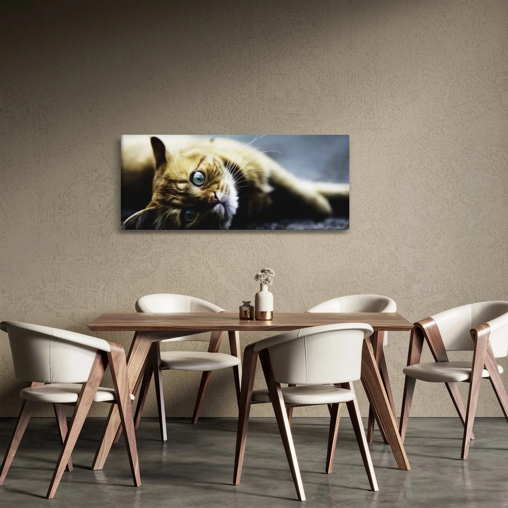 Obraz mačiatka (120x50 cm)