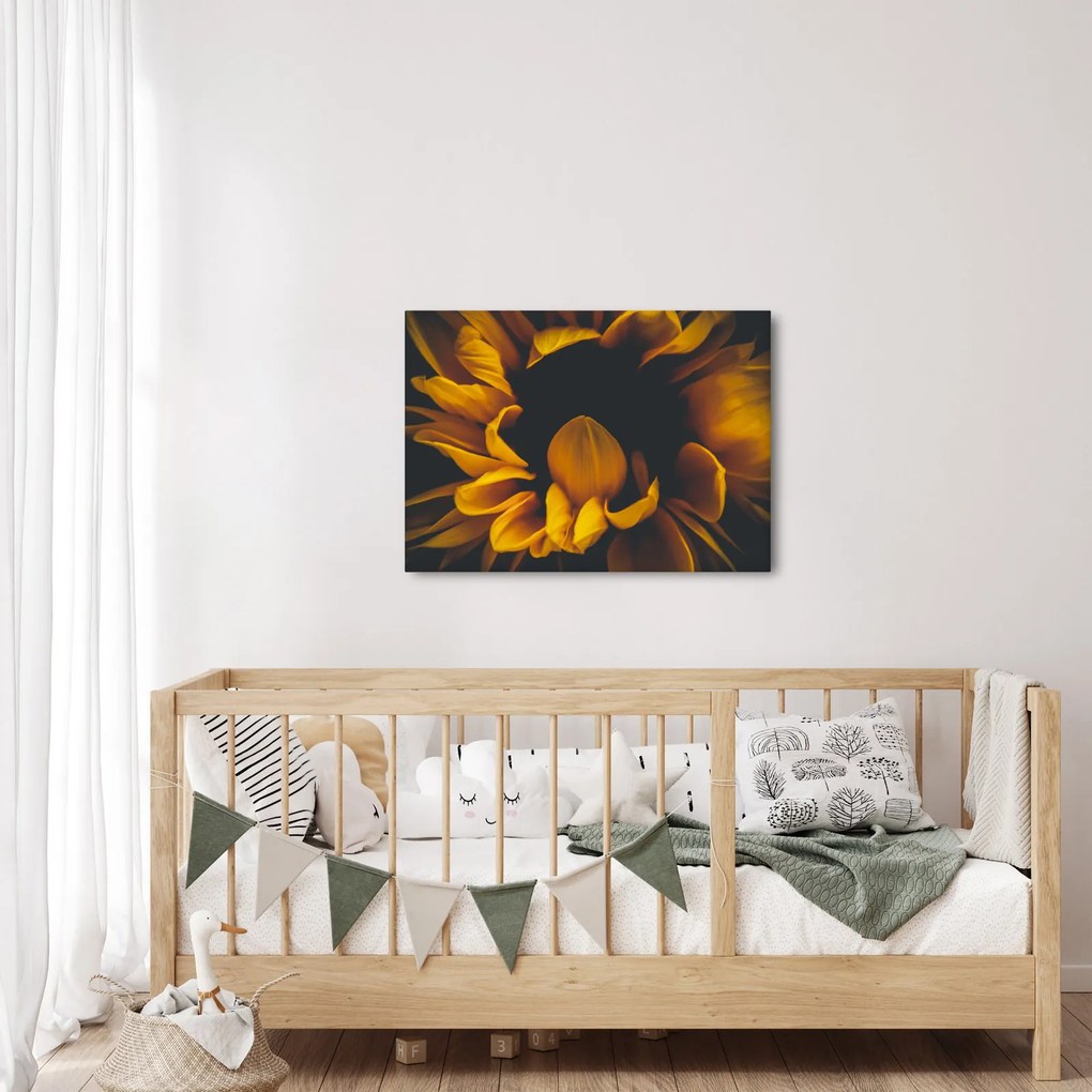 Obraz - Slnečnica v čiernom pozadí (70x50 cm)