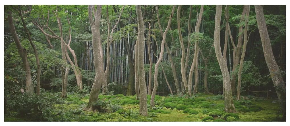 Drevenné obrazy Japonský les