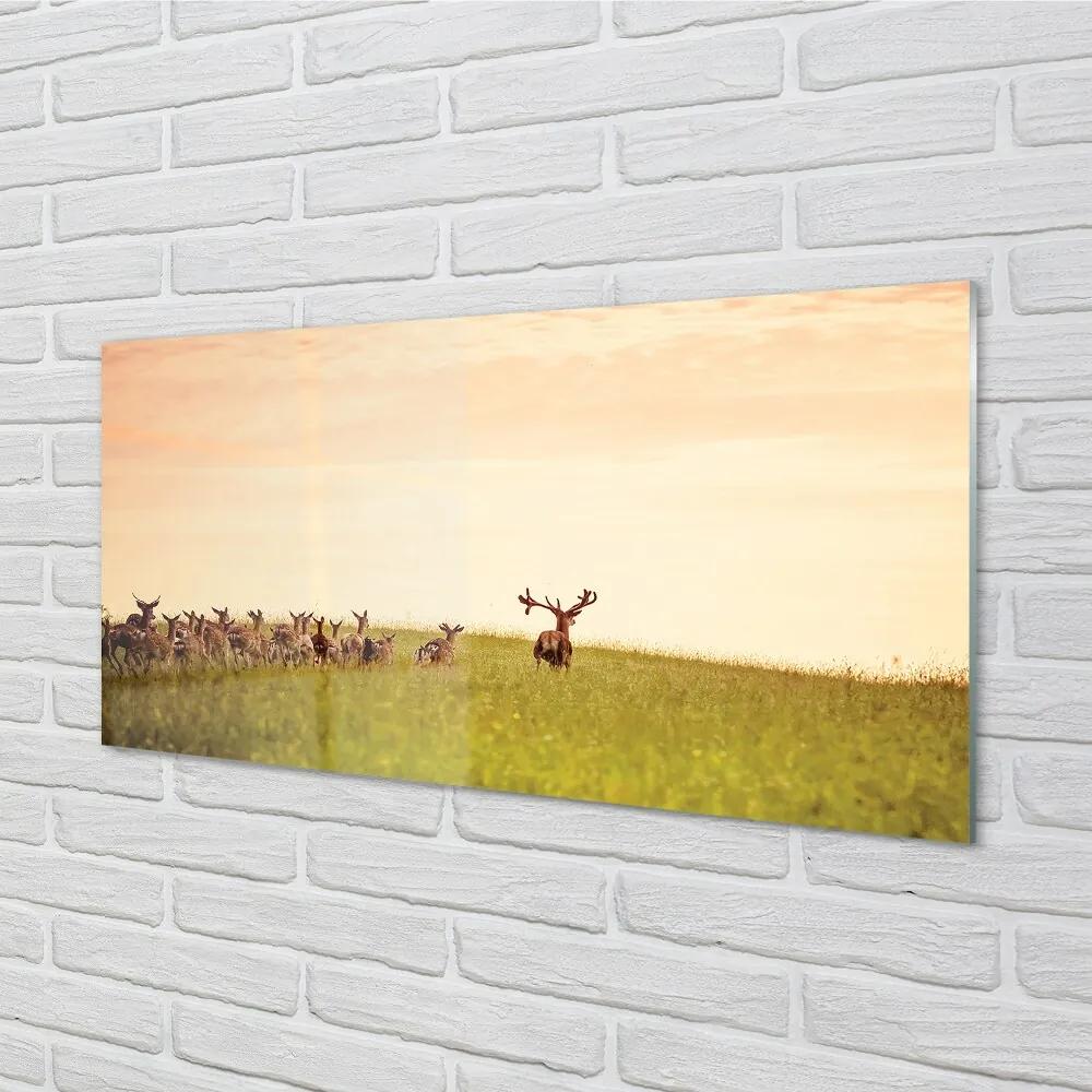 Sklenený obraz Stádo jeleňov poľa svitania 140x70 cm